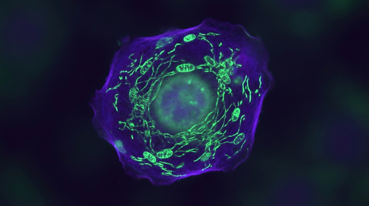 5-Amino-1MQ: The NAD+ and Fat Loss Peptide