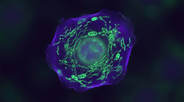 5-Amino-1MQ: The NAD+ and Fat Loss Peptide