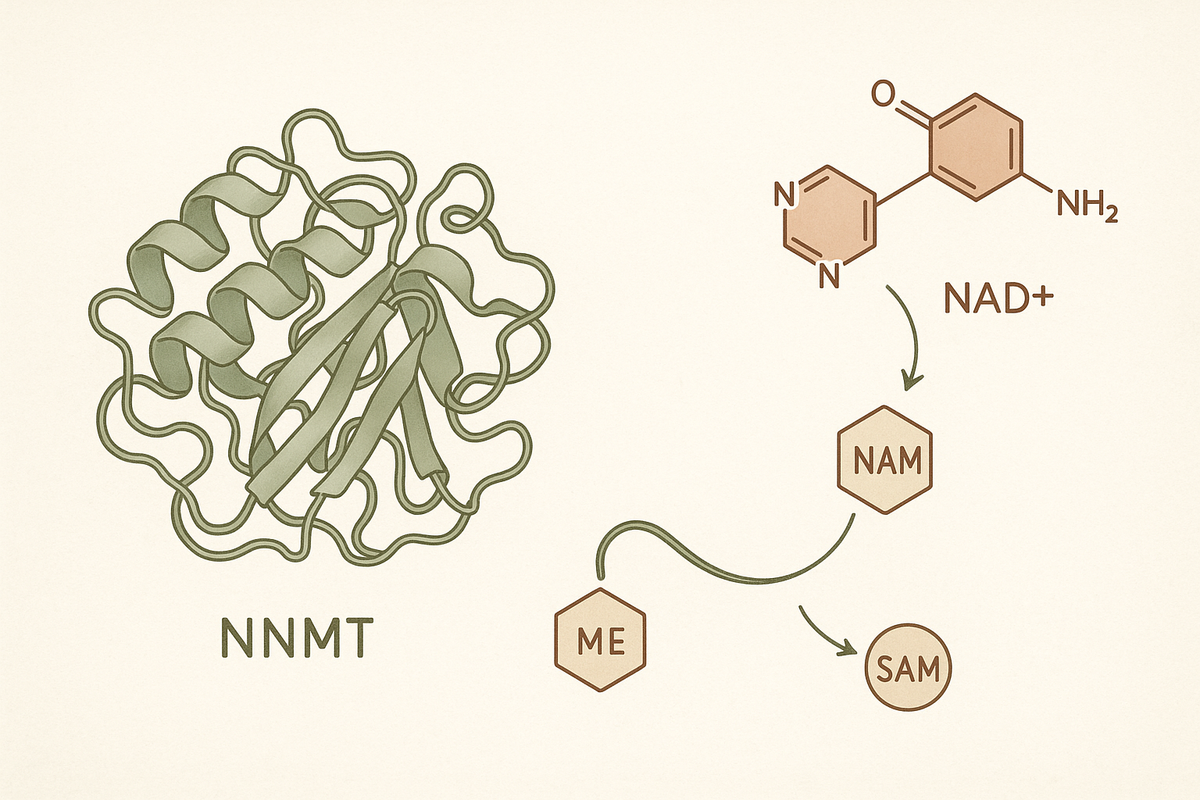 5-Amino-1MQ: NAD+ Salvage and Metabolic Research