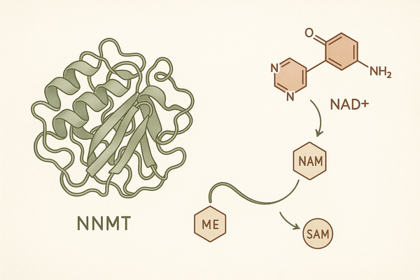 5-Amino-1MQ: NAD+ Salvage and Metabolic Research