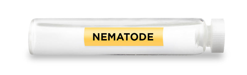 CellCore Biosciences - NEMATODE -Vial