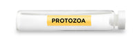 CellCore Biosciences - PROTOZOA -Vial