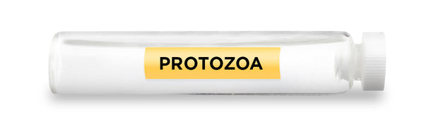 CellCore Biosciences - PROTOZOA -Vial
