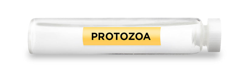 CellCore Biosciences - PROTOZOA -Vial