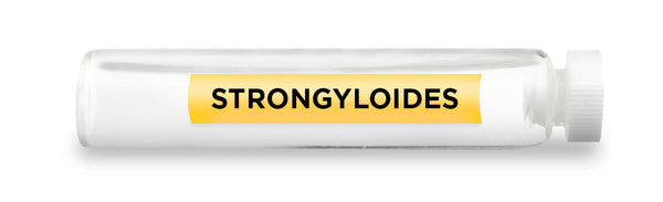 CellCore Biosciences - STRONGYLOIDES -Vial